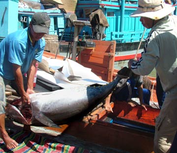 Phu Yen joins with Japan in tuna processing